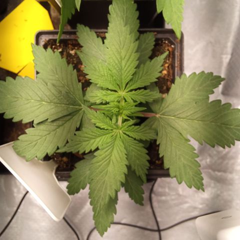 Gorilla Punch Automatik  growlog timeline photo