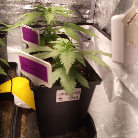 Gorilla Punch Automatik  growlog timeline photo