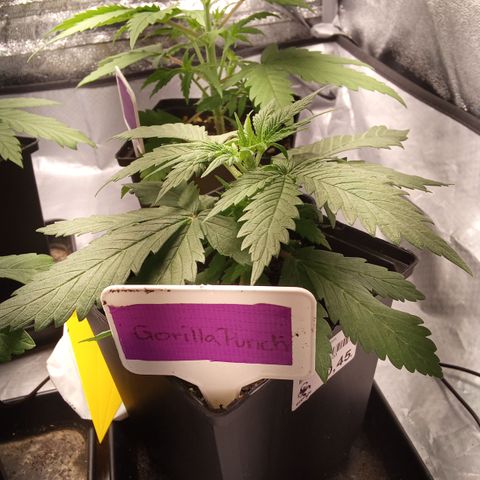 Gorilla Punch Automatik  growlog timeline photo