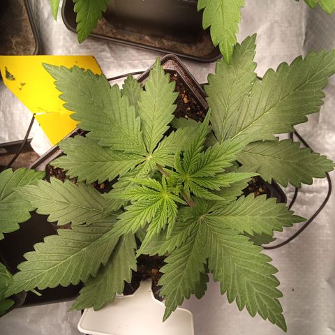 Gorilla Punch Automatik  growlog timeline photo