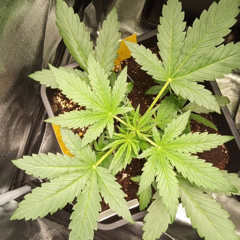 Zkittlez Automatic  growlog timeline photo
