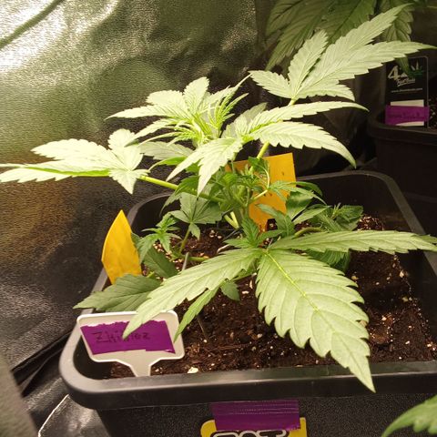 Zkittlez Automatic  growlog timeline photo