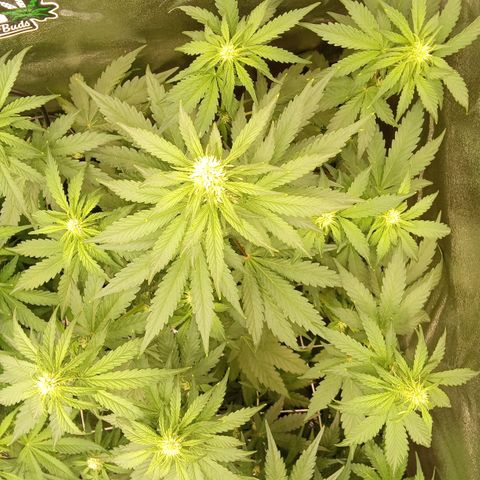 Banana Purple Punch Automatik #1 Hinten Rechts  growlog timeline photo