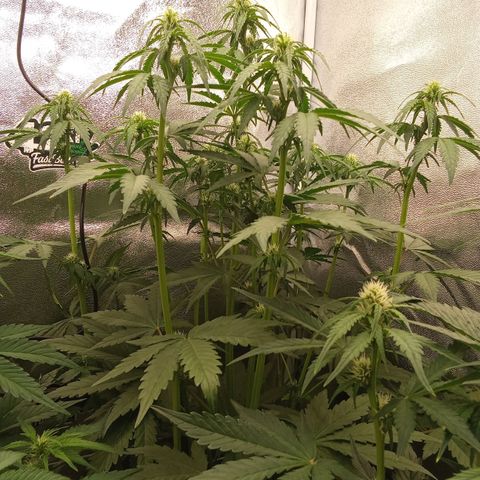 Banana Purple Punch Automatik #1 Hinten Rechts  growlog timeline photo