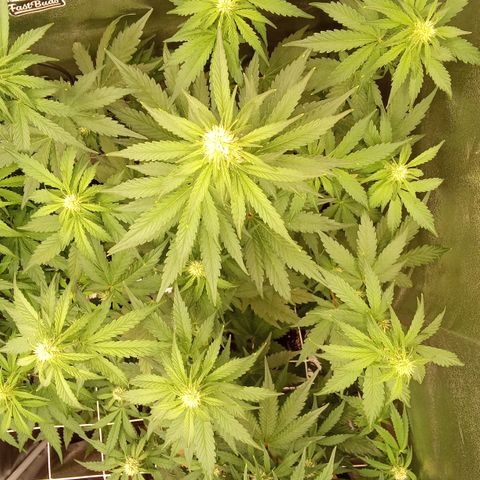 Banana Purple Punch Automatik #1 Hinten Rechts  growlog timeline photo