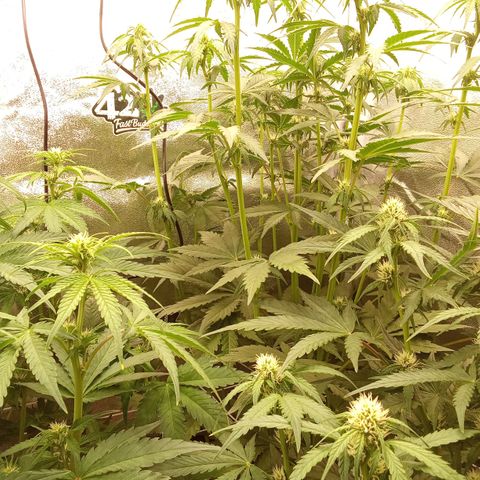 Banana Purple Punch Automatik #1 Hinten Rechts  growlog timeline photo