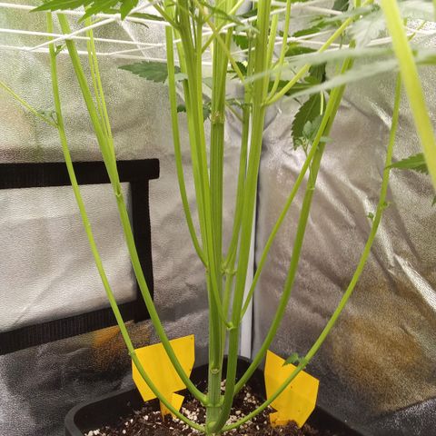 Banana Purple Punch Automatik #1 Hinten Rechts  growlog timeline photo