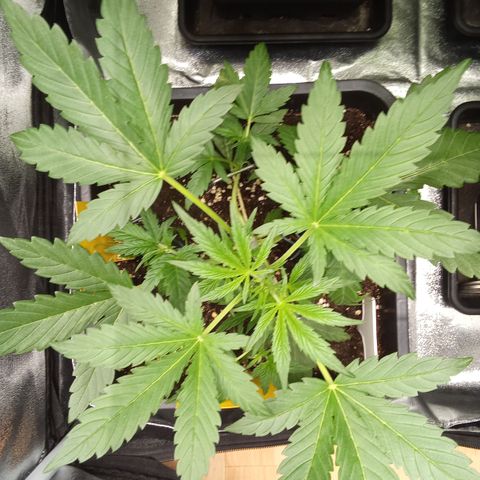 Zkittlez Automatic  growlog timeline photo