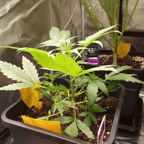 Zkittlez Automatic  growlog timeline photo