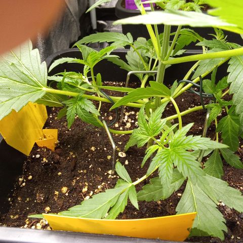 Zkittlez Automatic  growlog timeline photo