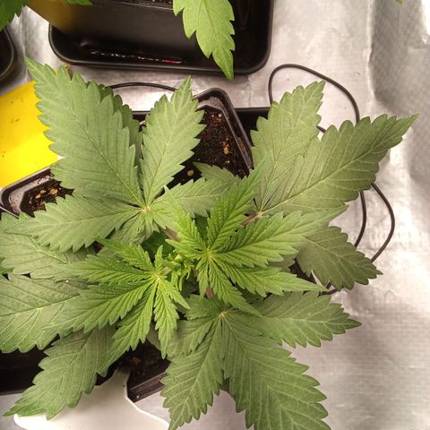 Gorilla Punch Automatik  growlog timeline photo