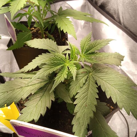 Gorilla Punch Automatik  growlog timeline photo