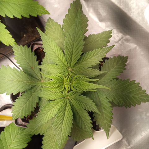 Gorilla Punch Automatik  growlog timeline photo