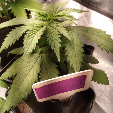 Gorilla Punch Automatik  growlog timeline photo