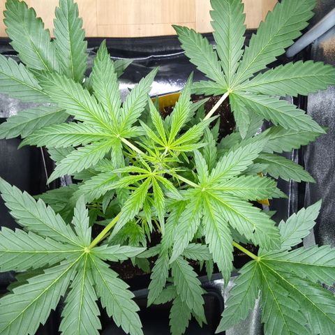 Zkittlez Automatic  growlog timeline photo
