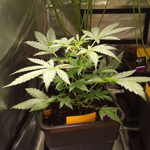 Zkittlez Automatic  growlog timeline photo