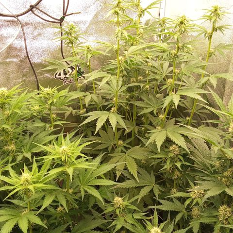 Banana Purple Punch Automatik #1 Hinten Rechts  growlog timeline photo