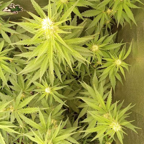 Banana Purple Punch Automatik #1 Hinten Rechts  growlog timeline photo