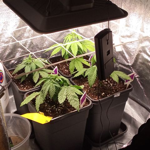 Gorilla Punch Automatik  growlog timeline photo