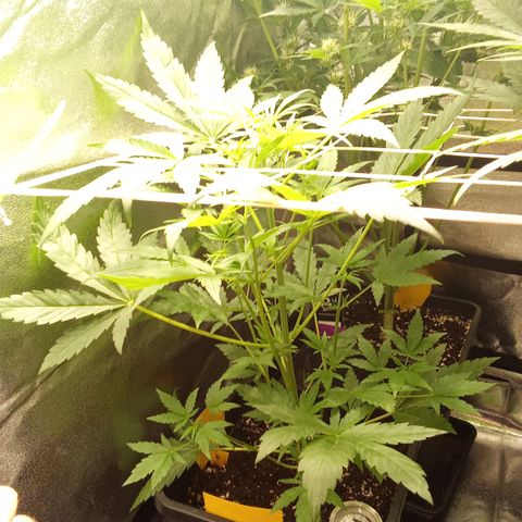 Zkittlez Automatic  growlog timeline photo