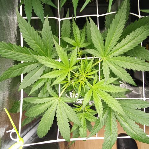 Zkittlez Automatic  growlog timeline photo