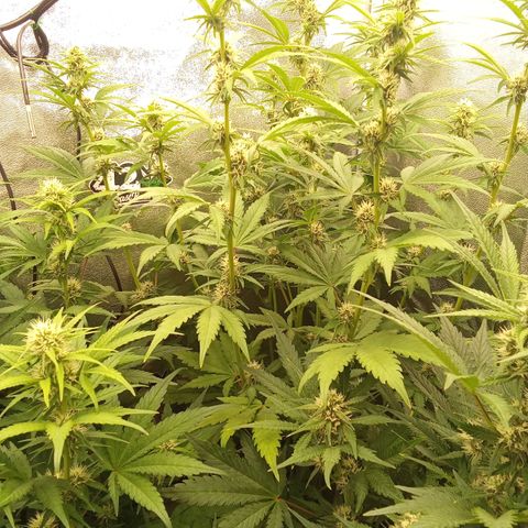 Banana Purple Punch Automatik #1 Hinten Rechts  growlog timeline photo