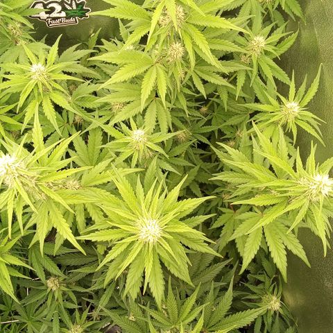 Banana Purple Punch Automatik #1 Hinten Rechts  growlog timeline photo