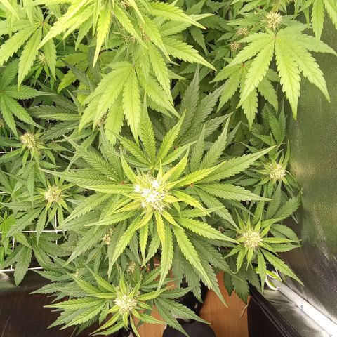 Banana purple punch vorne rechts  growlog timeline photo