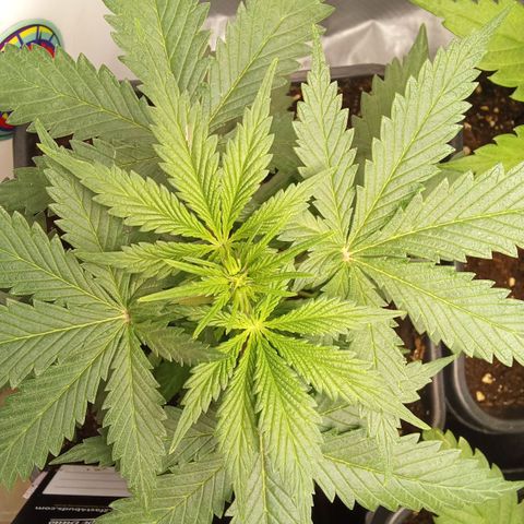 Gorilla Punch Automatik  growlog timeline photo