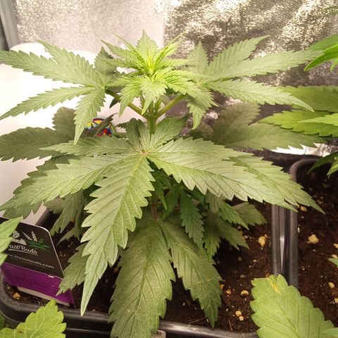 Gorilla Punch Automatik  growlog timeline photo
