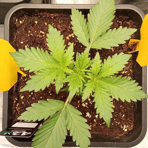 Special Queen #1 growlog timeline photo