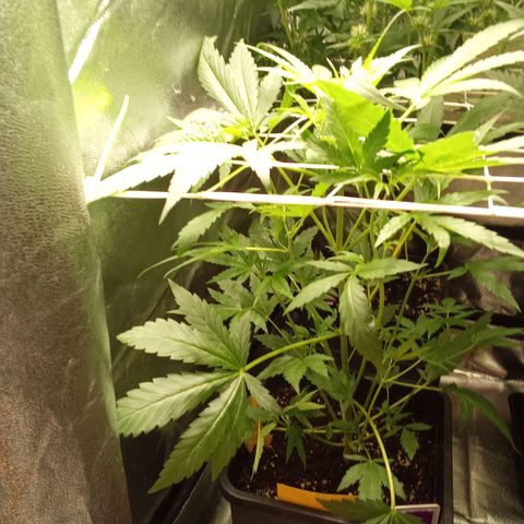 Zkittlez Automatic  growlog timeline photo