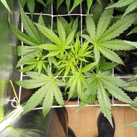 Zkittlez Automatic  growlog timeline photo
