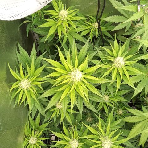 Banana purple punch hinten links  growlog timeline photo