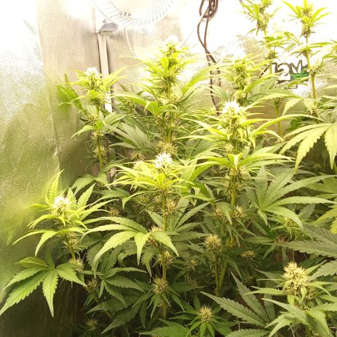 Banana purple punch hinten links  growlog timeline photo