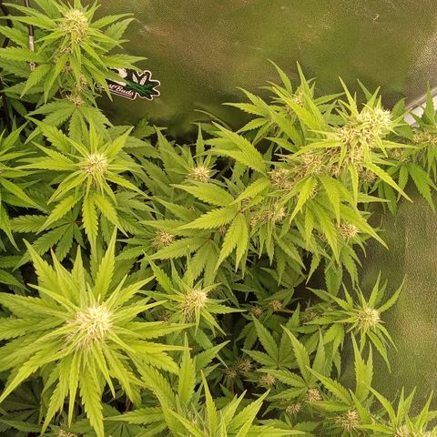 Banana Purple Punch Automatik #1 Hinten Rechts  growlog timeline photo