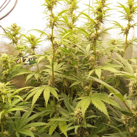 Banana Purple Punch Automatik #1 Hinten Rechts  growlog timeline photo