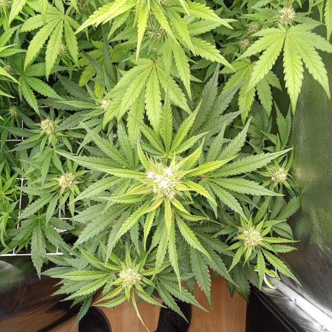 Banana purple punch vorne rechts  growlog timeline photo