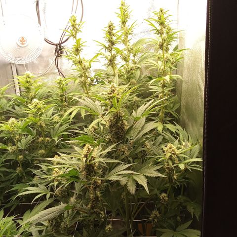 Banana purple punch vorne rechts  growlog timeline photo