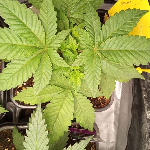 Special Queen #1 growlog timeline photo