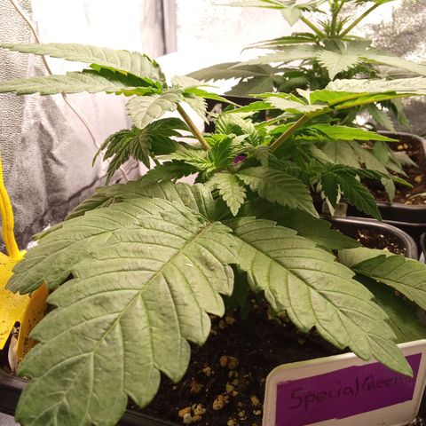 Special Queen #1 growlog timeline photo
