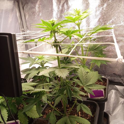???? growlog timeline photo
