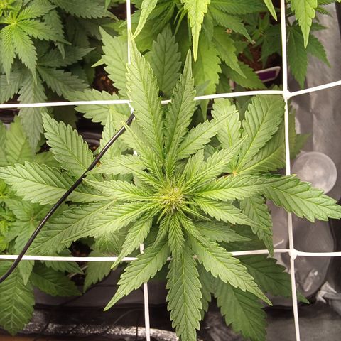 ???? growlog timeline photo