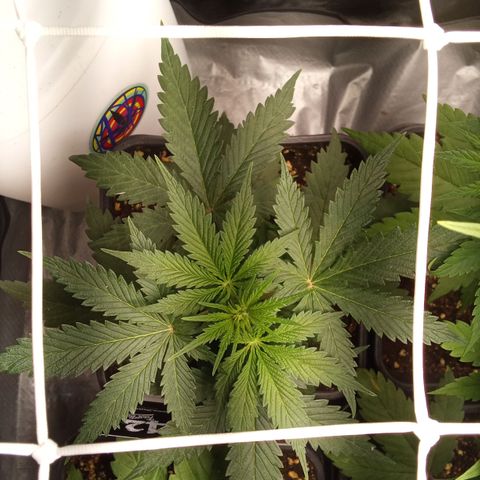 Gorilla Punch Automatik  growlog timeline photo