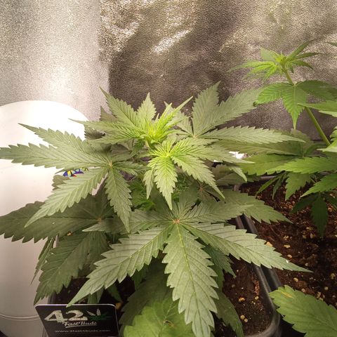 Gorilla Punch Automatik  growlog timeline photo