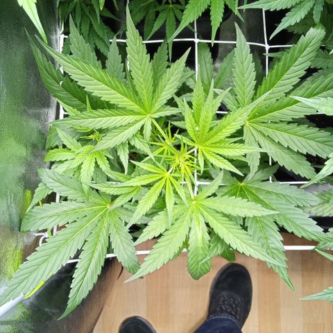 Zkittlez Automatic  growlog timeline photo