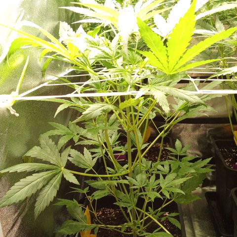 Zkittlez Automatic  growlog timeline photo