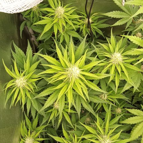 Banana purple punch hinten links  growlog timeline photo
