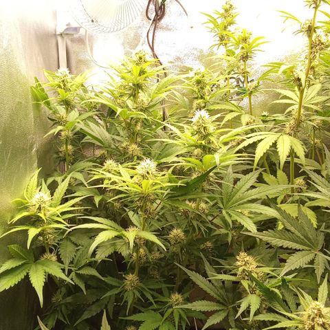 Banana purple punch hinten links  growlog timeline photo