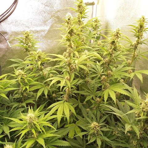 Banana Purple Punch Automatik #1 Hinten Rechts  growlog timeline photo